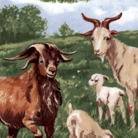 AN-goats-BB607