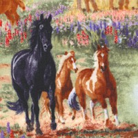 Wildflower Trails - Handsome Horses