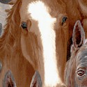 Wild Horses Close Up