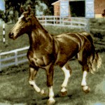 The World of Horses - Scenic Stables