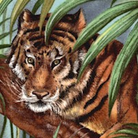 Sumatra -  Magnificent Tigers in the Jungle by Laurie Godin