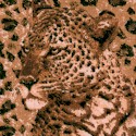 Safari Skin - Leopard Portraits