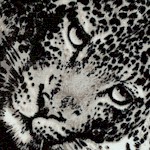 The Wild Side - Exotic Leopard Collage #2