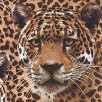 On the Wild Side - Leopards Up Close