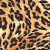 Leopard Skin Up Close