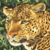 Magnificent Leopard Panel - Priced and sold by the PANEL only