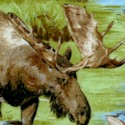 Moose Country - Real Moose in the Wild