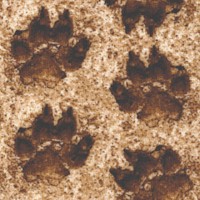 On the Wild Side - Leopard Paw Prints 