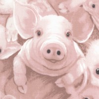 Packed Pig Portraits