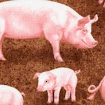 On the Farm: Real Pigs