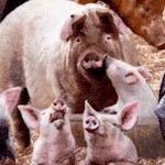 Farm Animals - Real Pigs Up Close