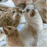 North American Wildlife - Packed Seals and Sea Lions