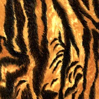 Sumatra - Tiger Skin Up Close by Laurie Godin