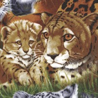 Four Seasons: Motherhood - Big Cats and Cubs Up Close