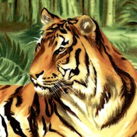 AN-tigers-AA978