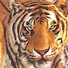 Siberian Tiger Portraits
