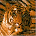 AN-tigers-S532