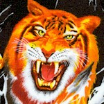 AN-tigers-W312