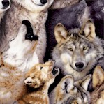 North American Wildlife - Packed Wolves