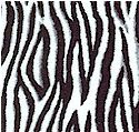 Zebra Skin Up Close