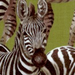 Living Wonders - Zebras