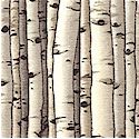 Countryside - Packed Birch Trees- BACK IN STOCK!