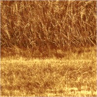 Danscapes - Wheatfields Vertical Scenic by Dan Morris