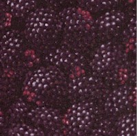 Farmers Market - Packed Blackberries