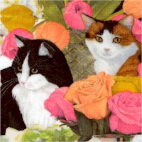 CAT-cats-DD468