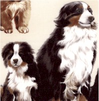DOG-dogs-CC790