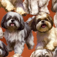 Adorable Shih Tzu Dogs on Brown