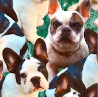 Sweet French Bulldogs on Grass