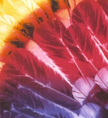 SW-feathers-DD695