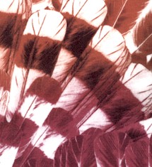 SW-feathers-DD696