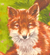 AN-foxes-DD683