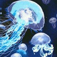 Realistic Jellyfish on Blue - SALE! (MINIMUM PURCHASE 1 YARD)