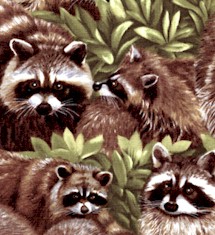 AN-raccoons-Dd685