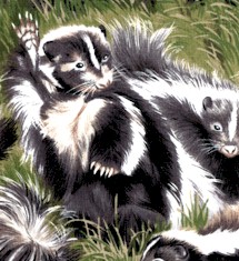 AN-skunks-DD682