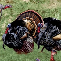 Birds of Flight - Real Turkeys in the Field - SALE! (MINIMUM PURCHASE 1 YARD)