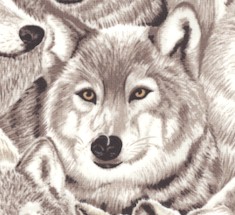 Arctic Wonders - Packed Wolves