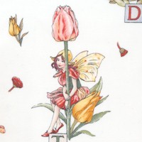 Alphabet Fairies - Tossed Flower Fairies by Cicely Mary Barker