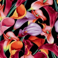 Exquisite Calla Lilies on Black