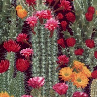 Flowering Cactus