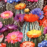 Desert Dreams - Packed Flowering Cacti (Digital)