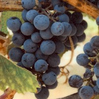 Through the Vine - Luscious Grapes on the Vine (Digital)