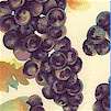 WINE-grapes-C692