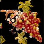 Tossed Grapes and Grapevines on Black - LTD. YARDAGE AVAILABLE