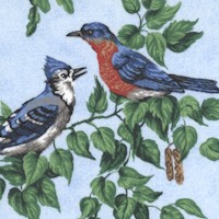 Backyard Birdwatchin’ on Blue