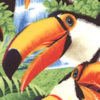 Colorful Toucans