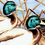 Duck  Duck  Goose -  Mallard Scenes by Cynthia Fisher - LTD. YARDAGE AVAILABLE